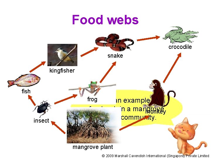 Food webs crocodile snake kingfisher fish frog Here insect is an example of a