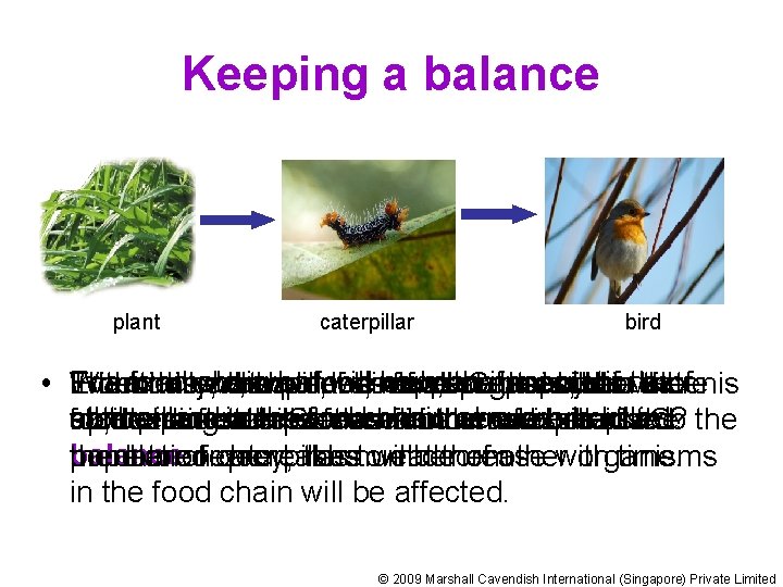 Keeping a balance plant caterpillar bird In For a example, food or food will