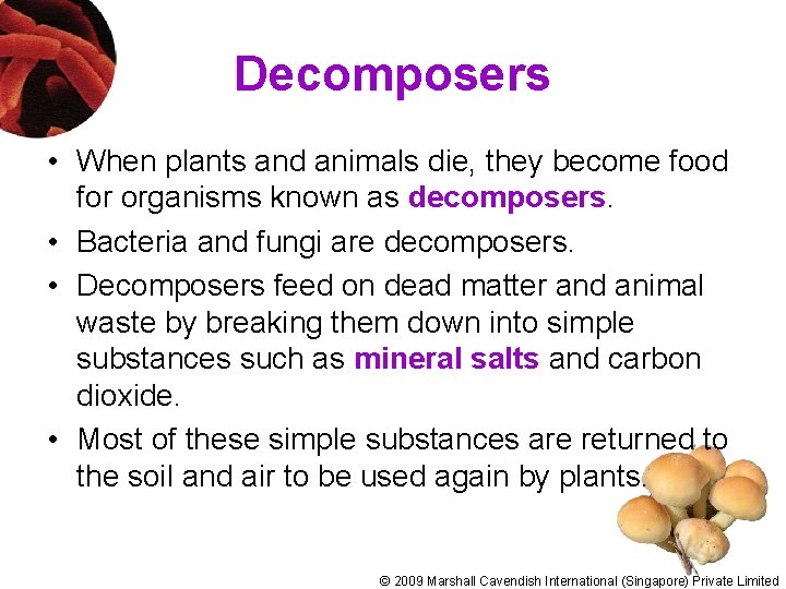 Decomposers • When plants and animals die, they become food for organisms known as