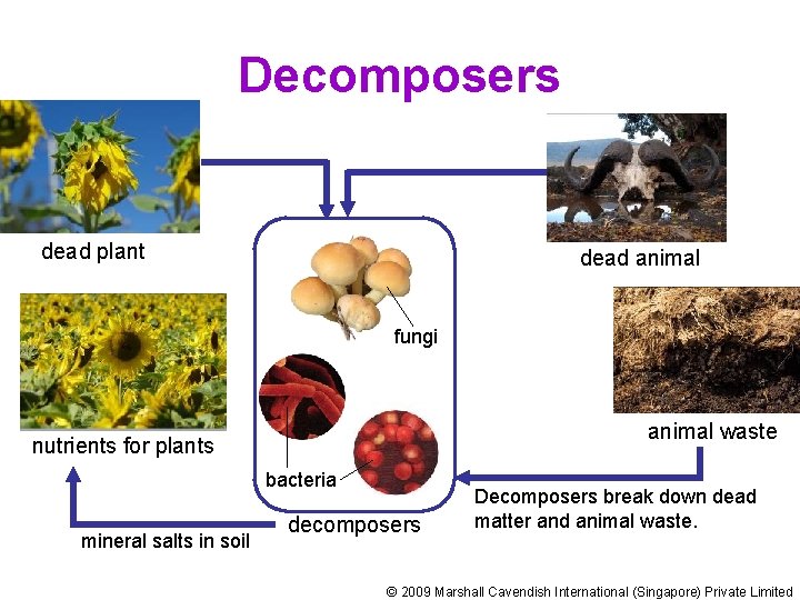 Decomposers dead plant dead animal fungi animal waste nutrients for plants bacteria mineral salts