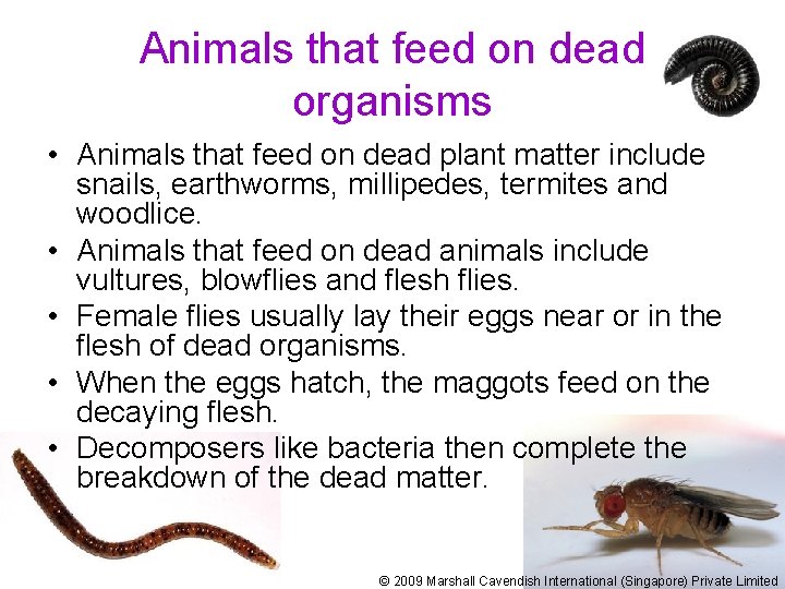 Animals that feed on dead organisms • Animals that feed on dead plant matter