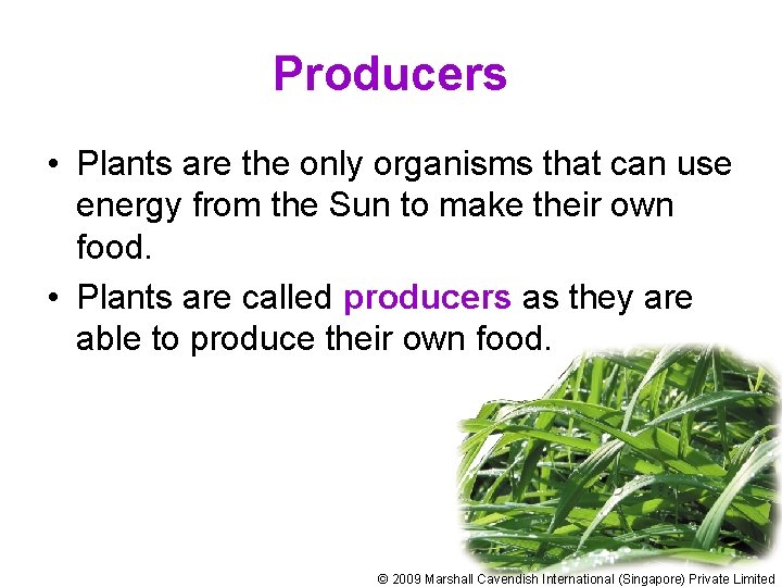 Producers • Plants are the only organisms that can use energy from the Sun