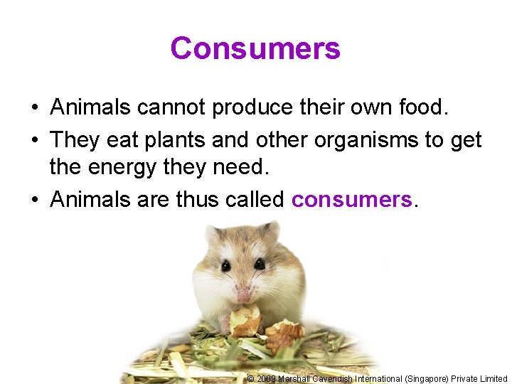 Consumers • Animals cannot produce their own food. • They eat plants and other