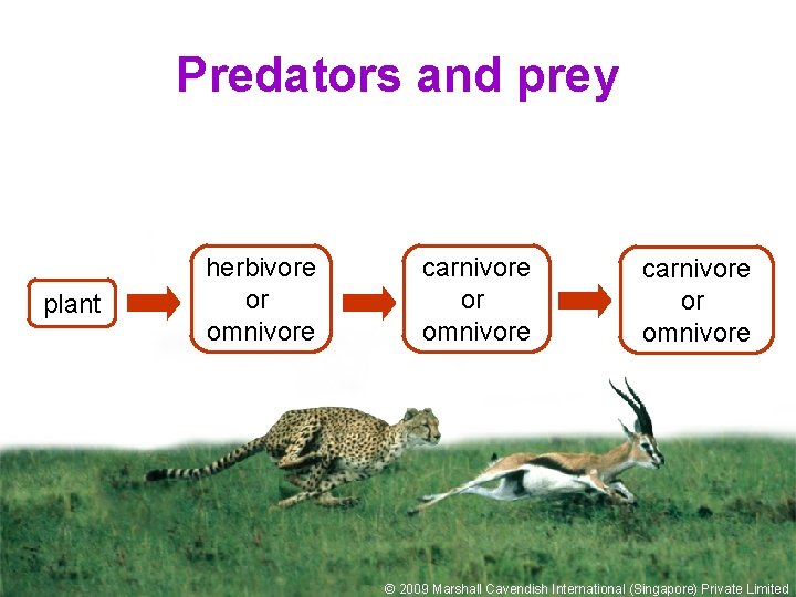 Predators and prey plant herbivore or omnivore carnivore or omnivore © 2009 Marshall Cavendish