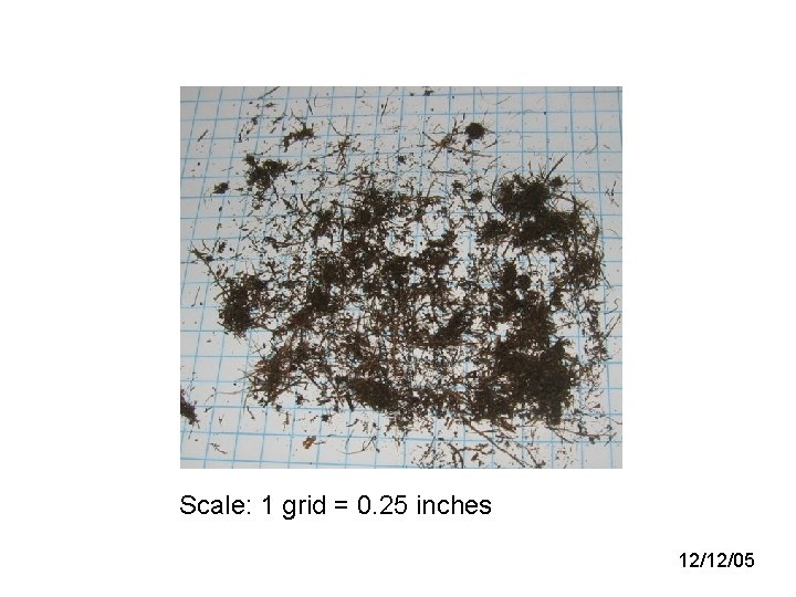 Scale: 1 grid = 0. 25 inches 12/12/05 