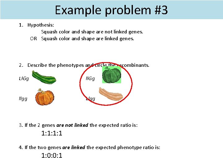 Example problem #3 1. Hypothesis: Squash color and shape are not linked genes. OR Example problem #3 1. Hypothesis: Squash color and shape are not linked genes. OR