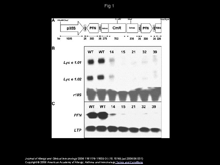 Fig 1 Journal of Allergy and Clinical Immunology 2006 1181176 -1183 DOI: (10. 1016/j.