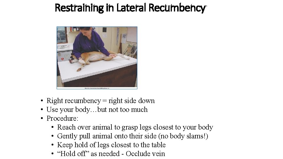 Restraining in Lateral Recumbency • Right recumbency = right side down • Use your