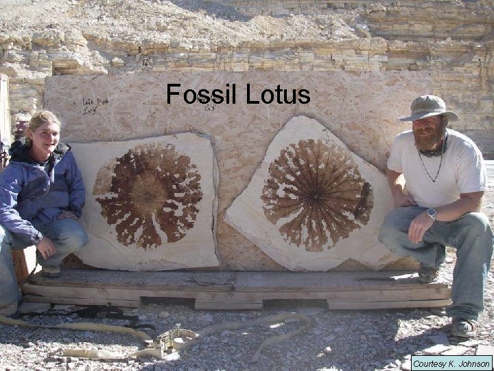 Fossil Lotus Courtesy K. Johnson 