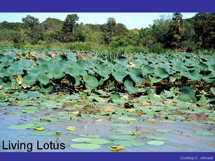 Living Lotus Courtesy K. Johnson 