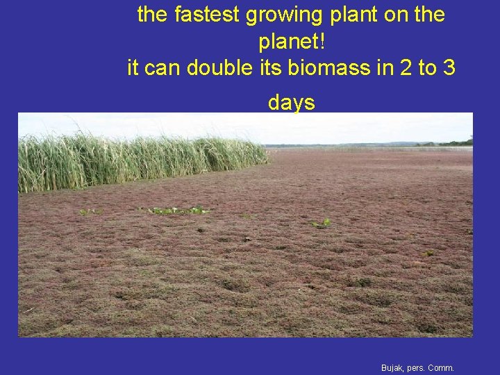 the fastest growing plant on the planet! it can double its biomass in 2