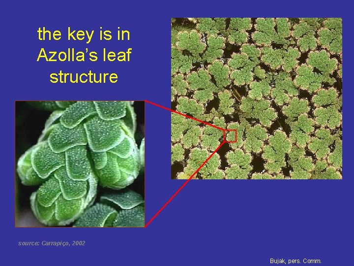 the key is in Azolla’s leaf structure source: Carrapiço, 2002 Bujak, pers. Comm. 