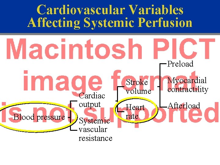 Cardiovascular Variables Affecting Systemic Perfusion Preload Cardiac output Blood pressure Systemic vascular resistance Stroke