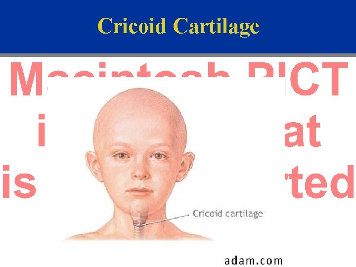 Cricoid Cartilage 