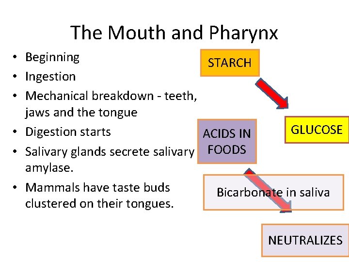 The Mouth and Pharynx • Beginning STARCH • Ingestion • Mechanical breakdown - teeth,