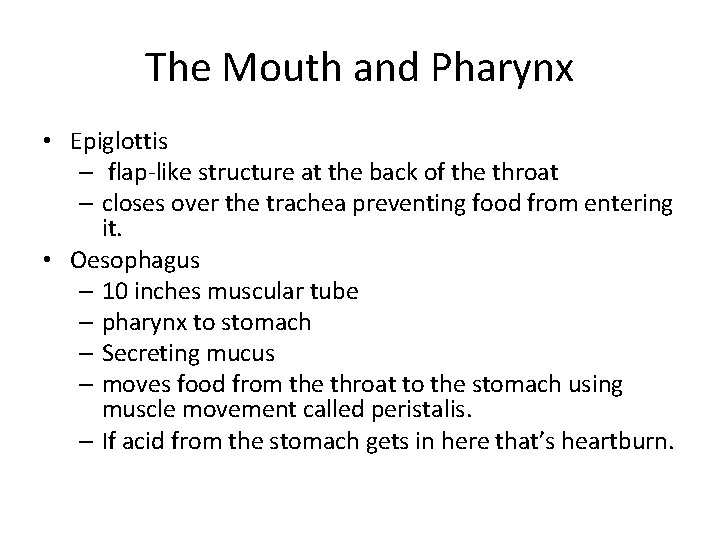 The Mouth and Pharynx • Epiglottis – flap-like structure at the back of the