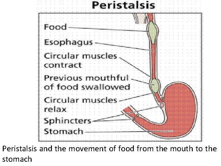 Peristalsis and the movement of food from the mouth to the stomach 