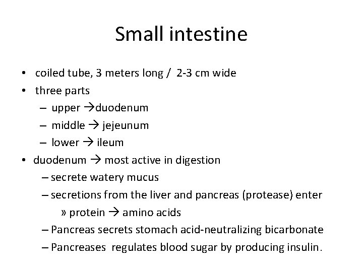 Small intestine • coiled tube, 3 meters long / 2 -3 cm wide •