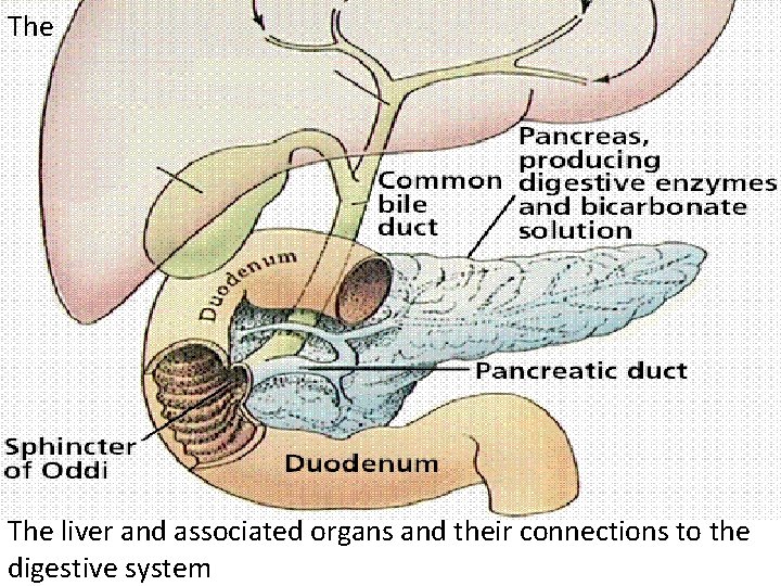 The liver and associated organs and their connections to the digestive system 