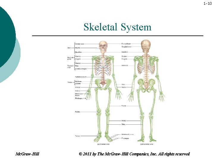 1 -10 Skeletal System Mc. Graw-Hill © 2011 by The Mc. Graw-Hill Companies, Inc.