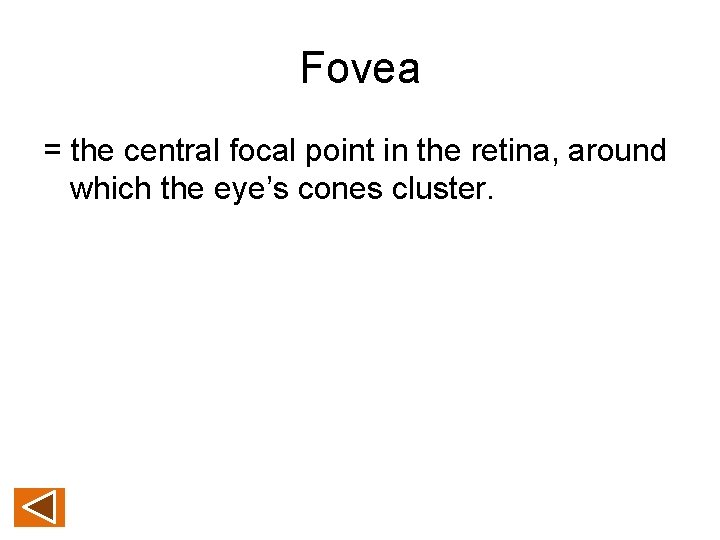 Fovea = the central focal point in the retina, around which the eye’s cones
