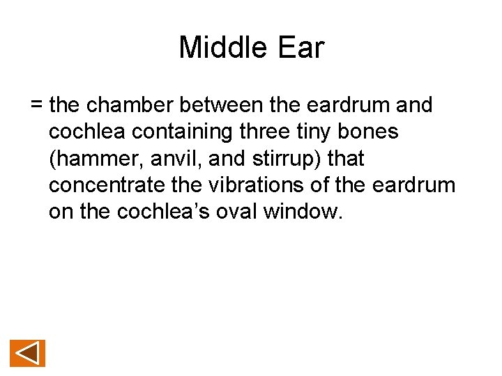 Middle Ear = the chamber between the eardrum and cochlea containing three tiny bones