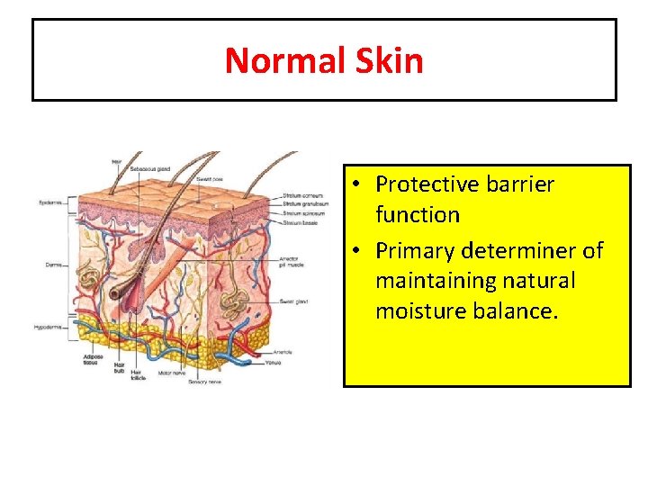 Normal Skin • Protective barrier function • Primary determiner of maintaining natural moisture balance.