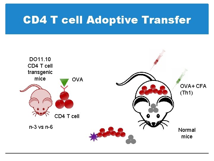 CD 4 T cell Adoptive Transfer DO 11. 10 CD 4 T cell transgenic