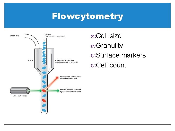 Flowcytometry Cell size Granulity Surface markers Cell count 