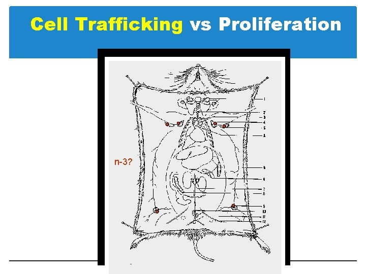 Cell Trafficking vs Proliferation n-3? 