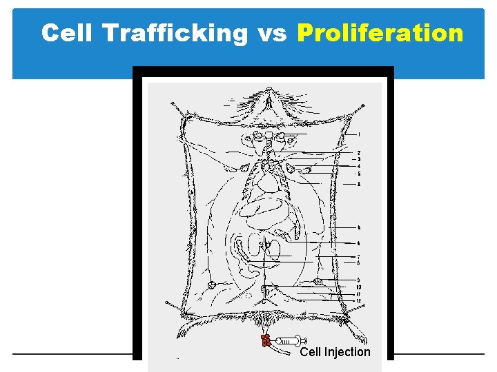 Cell Trafficking vs Proliferation Cell Injection 