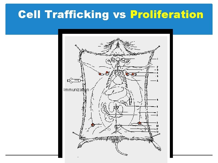 Cell Trafficking vs Proliferation Immunization 