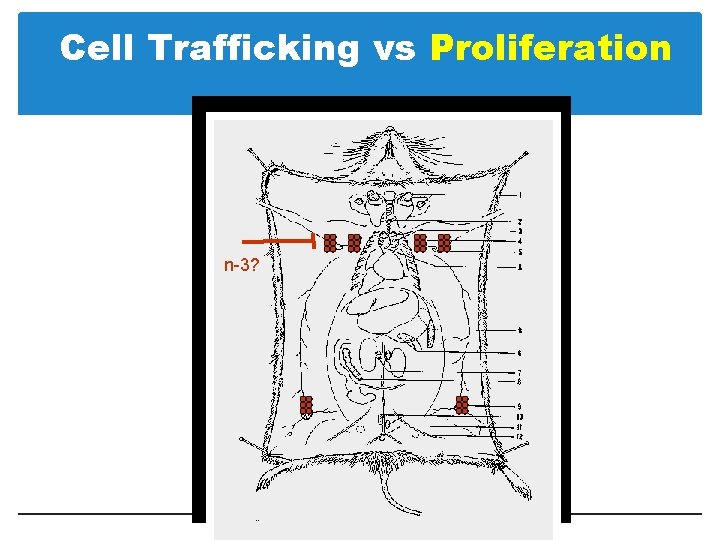 Cell Trafficking vs Proliferation n-3? 