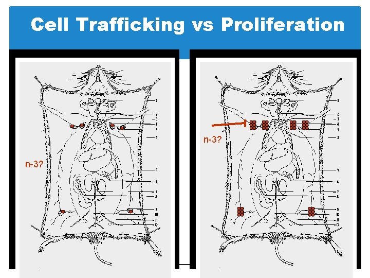 Cell Trafficking vs Proliferation n-3? 