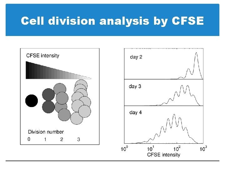 Cell division analysis by CFSE 