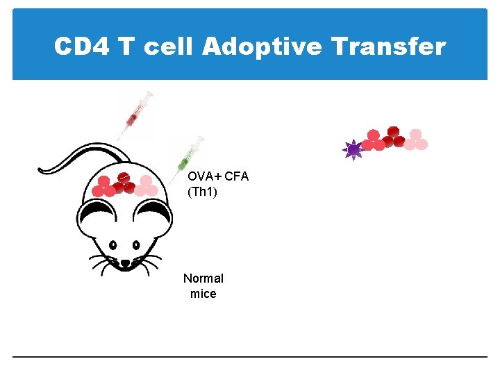 CD 4 T cell Adoptive Transfer OVA+ CFA (Th 1) Normal mice 