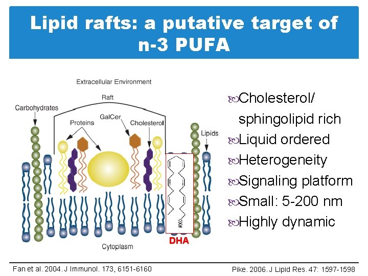 Lipid rafts: a putative target of n-3 PUFA Cholesterol/ sphingolipid rich Liquid ordered Heterogeneity