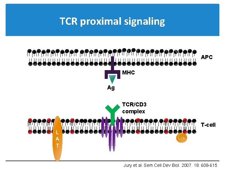 TCR proximal signaling APC MHC Ag TCR/CD 3 complex T-cell L A T Lck