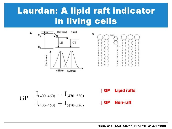Laurdan: A lipid raft indicator in living cells ↑ GP Lipid rafts ↓ GP
