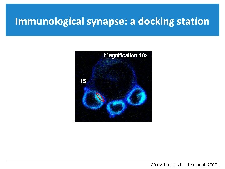 Immunological synapse: a docking station Magnification 40 x IS Wooki Kim et al. J.