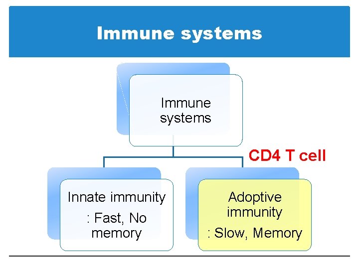 Immune systems CD 4 T cell Innate immunity : Fast, No memory Adoptive immunity