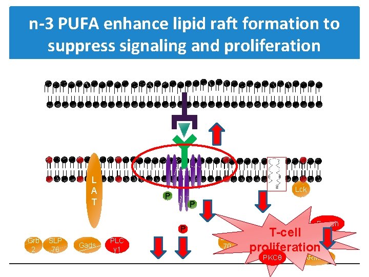 n-3 PUFA enhance lipid raft formation to suppress signaling and proliferation L A T