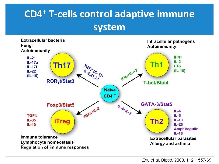 CD 4+ T-cells control adaptive immune system Zhu et al. Blood. 2008. 112, 1557