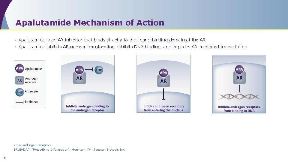 Apalutamide Mechanism of Action • Apalutamide is an AR inhibitor that binds directly to