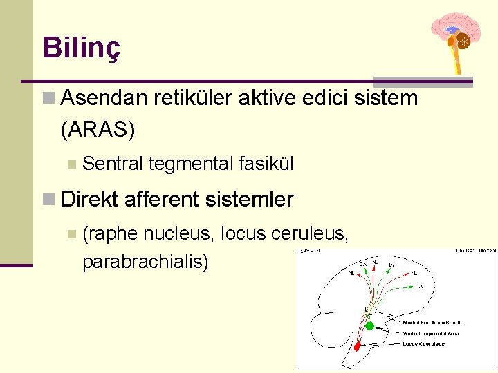 Bilinç n Asendan retiküler aktive edici sistem (ARAS) n Sentral tegmental fasikül n Direkt Bilinç n Asendan retiküler aktive edici sistem (ARAS) n Sentral tegmental fasikül n Direkt