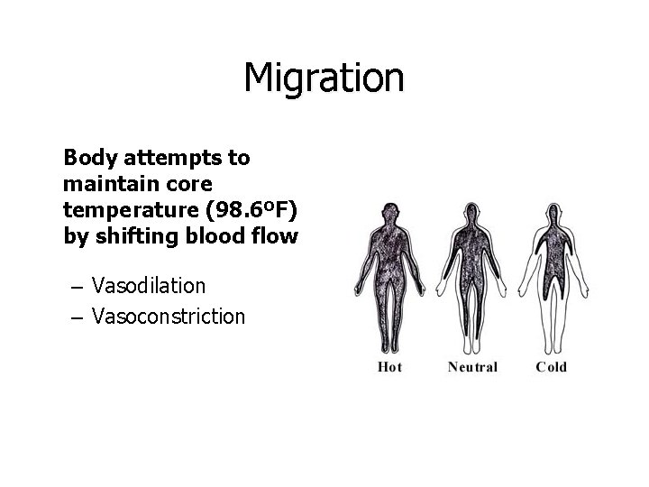 Migration Body attempts to maintain core temperature (98. 6ºF) by shifting blood flow –