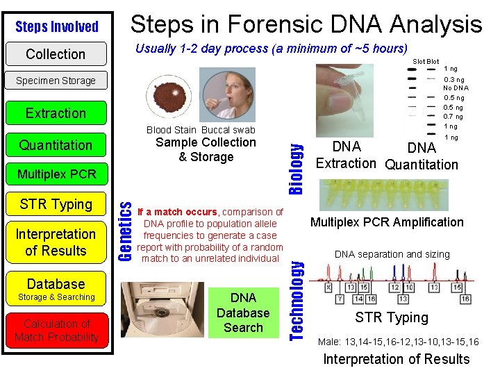 Steps Involved Collection Steps in Forensic DNA Analysis Usually 1 -2 day process (a