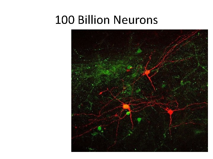 100 Billion Neurons 