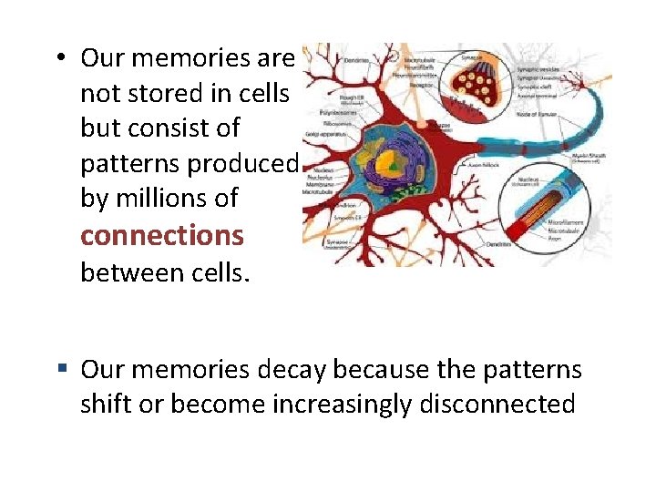  • Our memories are not stored in cells but consist of patterns produced