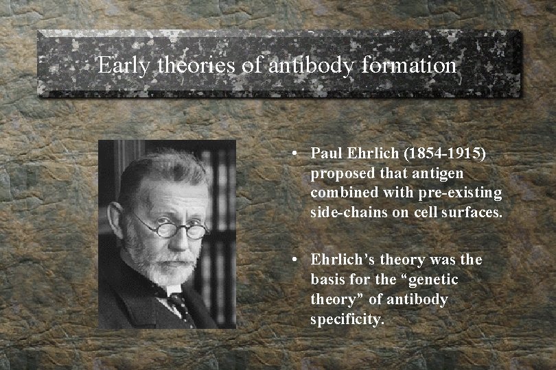 Early theories of antibody formation • Paul Ehrlich (1854 -1915) proposed that antigen combined